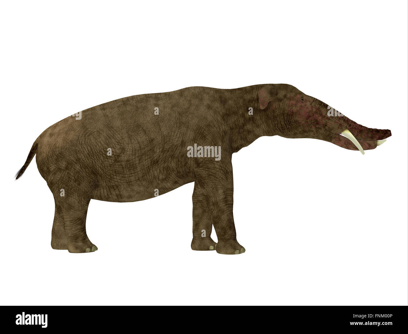 Platybelodon war ein Pflanzenfresser ausgestorben Säugetier im Zusammenhang mit den Elefanten, die in Miocene Ära lebte. Stockfoto