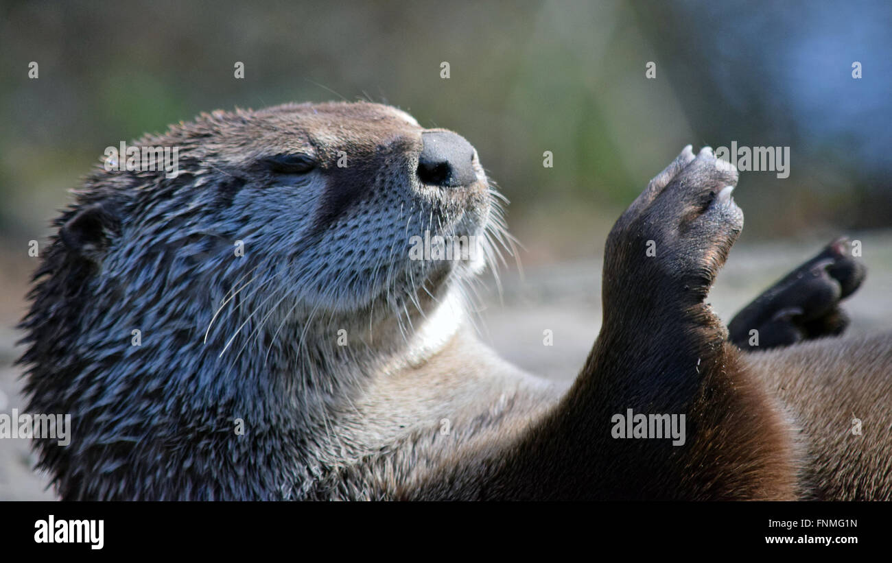 Otter, die sich in der Sonne genießen Stockfoto