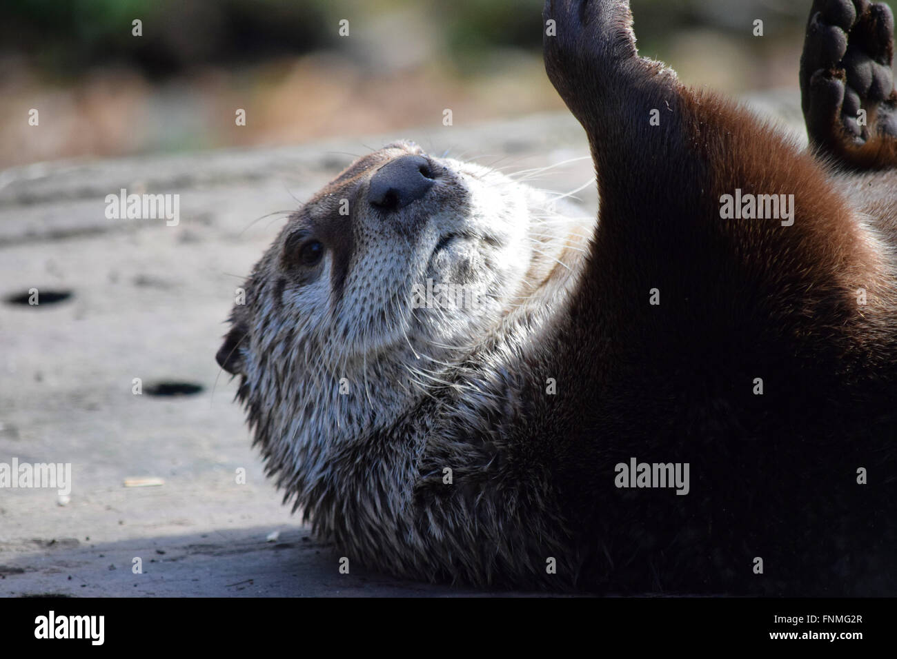 Otter, die sich in der Sonne genießen Stockfoto