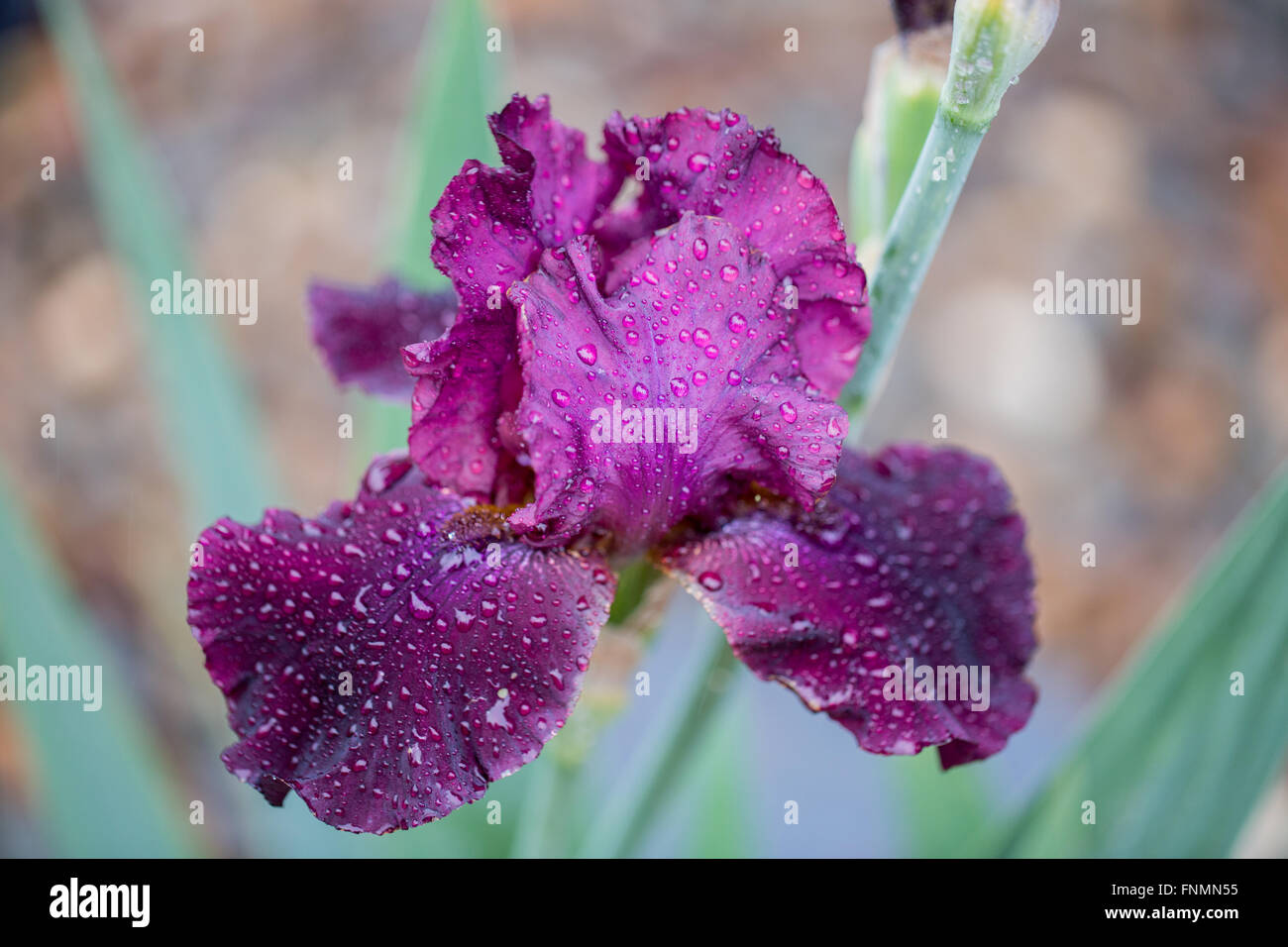 Tall Bearded Iris (Iris germanica) Close-up im Regen. Stockfoto