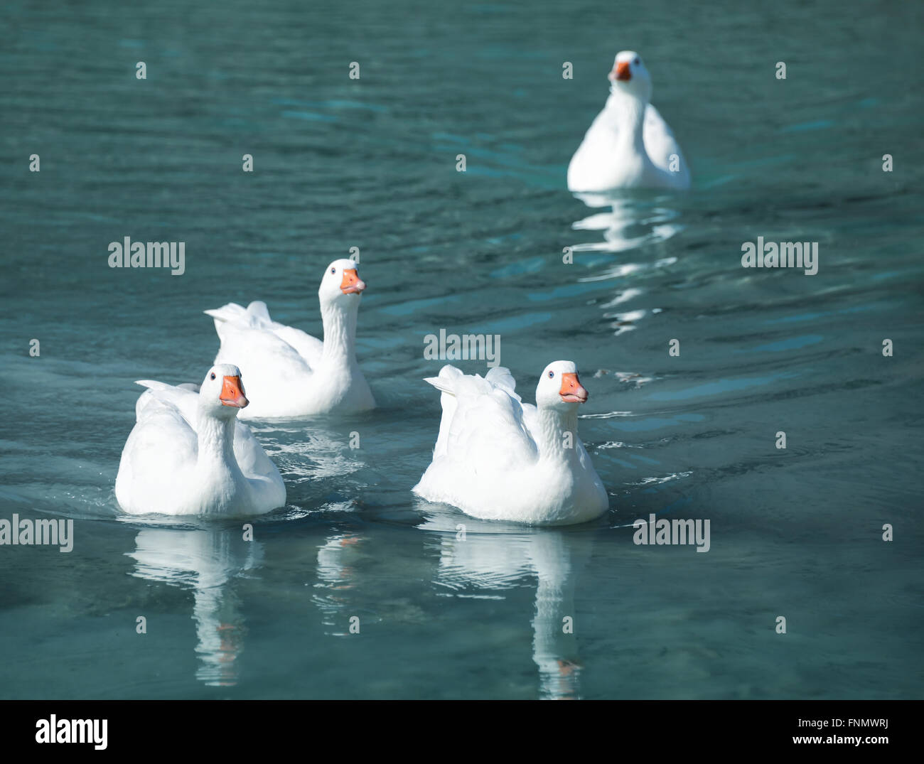 Vier weiße Gänse schwimmen im Teich Stockfotografie Alamy