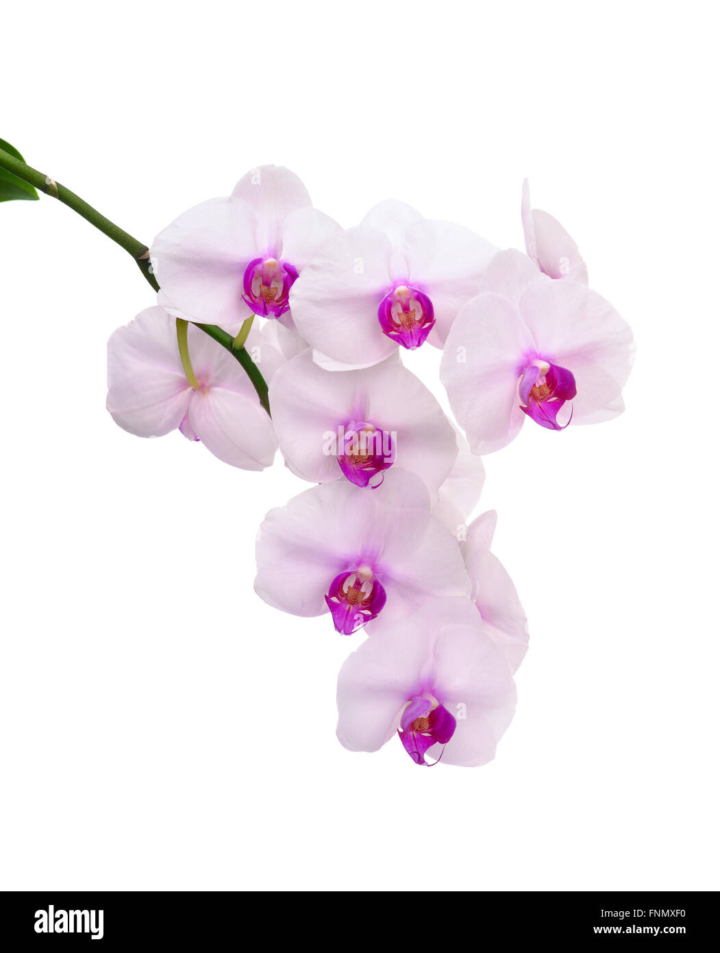 Schaft eine weiße Orchidee, isoliert auf weiss Stockfoto