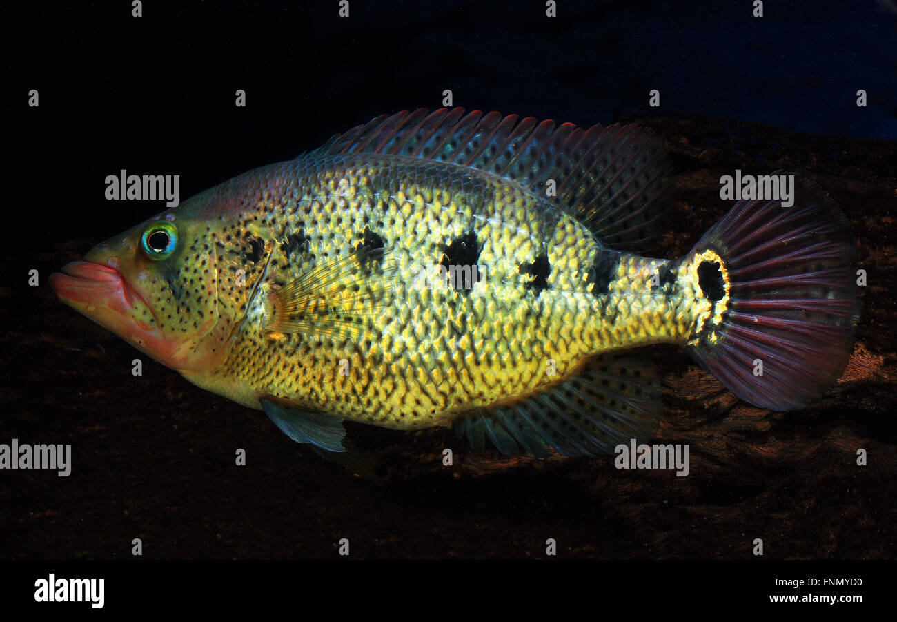 Petenia Splendida, Red Bay Snook, tropische Fische Stockfoto