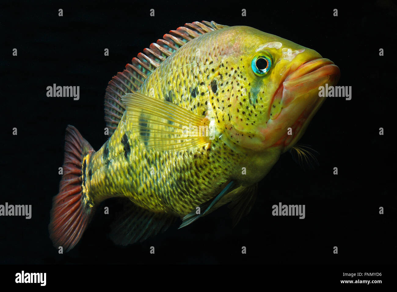 Petenia Splendida, Red Bay Snook Stockfoto