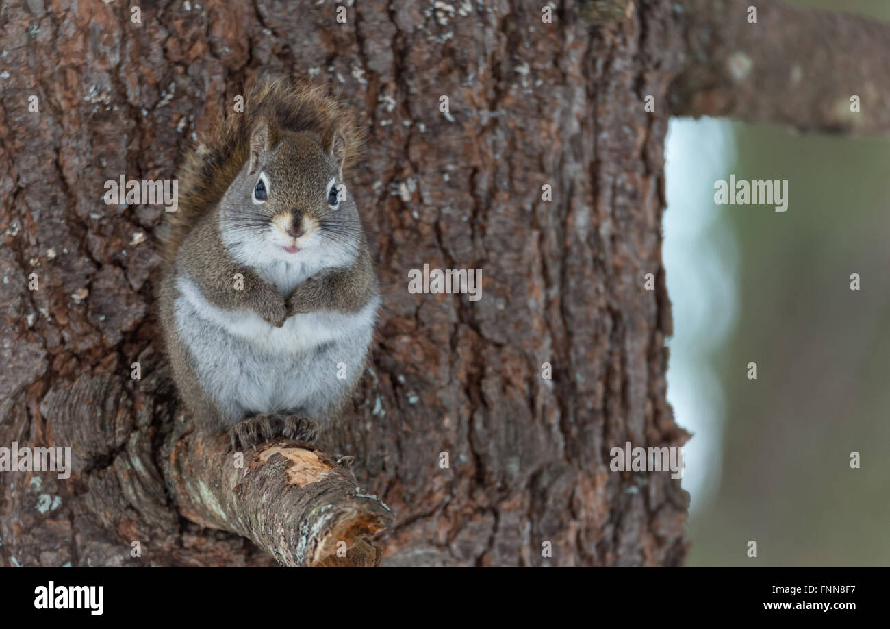 Liebenswert, Frühling rote Eichhörnchen, Nahaufnahme und Blick in die Kamera, sitzt auf einem gebrochenen Zweig Stumpf einer Pinie. Stockfoto