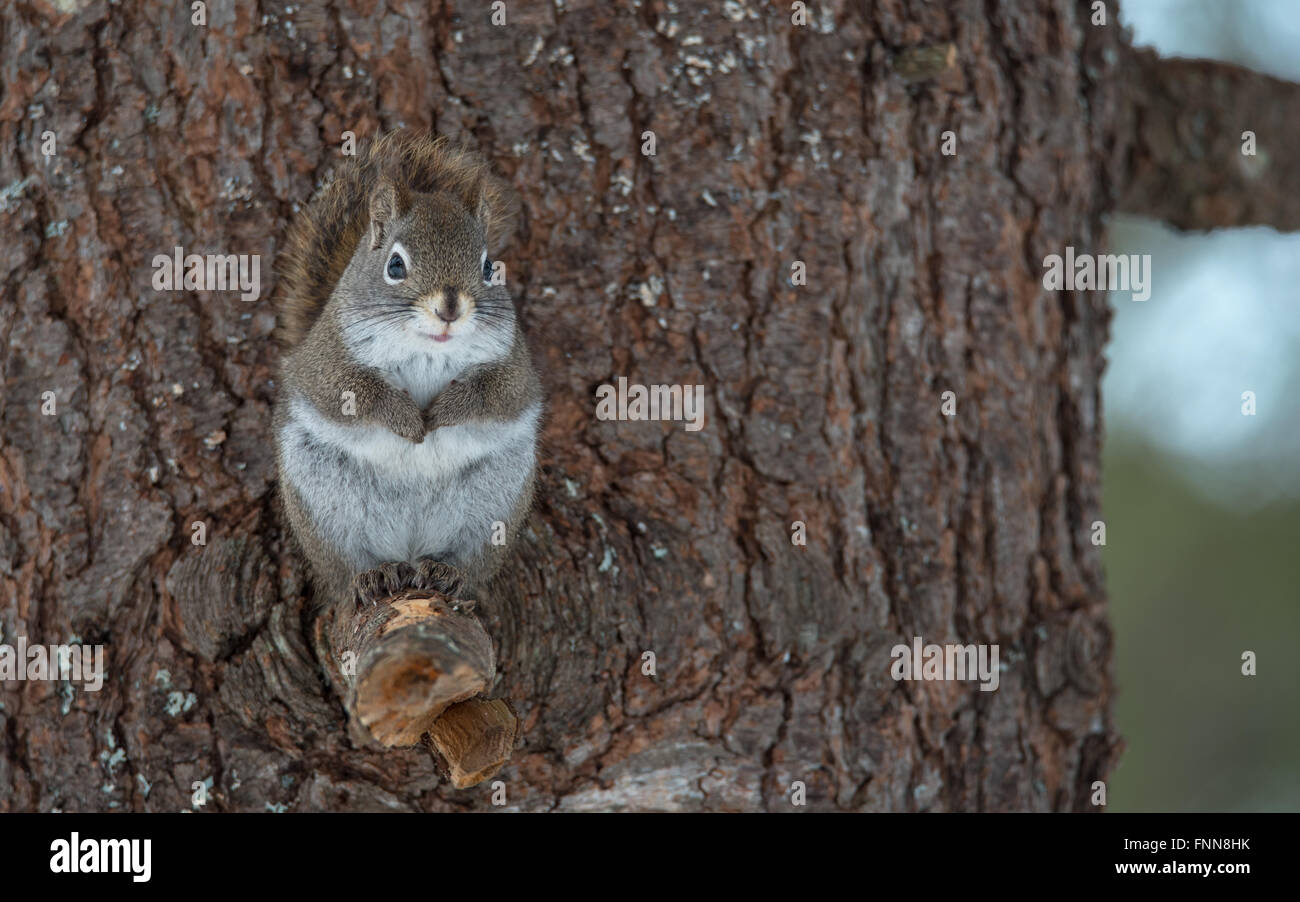 Liebenswert, Frühling rote Eichhörnchen, Nahaufnahme und Blick in die Kamera, sitzt auf einem gebrochenen Zweig Stumpf einer Pinie. Stockfoto