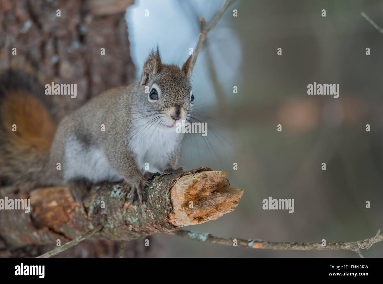 Liebenswert, Frühling rote Eichhörnchen, Nahaufnahme und Blick in die Kamera, sitzt auf einem Baumstumpf gebrochenen Zweig. Stockfoto