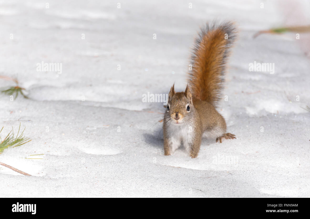 Feuriges orange Tail, Eichhörnchen auf Frühling Firn auf der Suche nach Num Nums in Firn Nordontario Wald Essen. Stockfoto