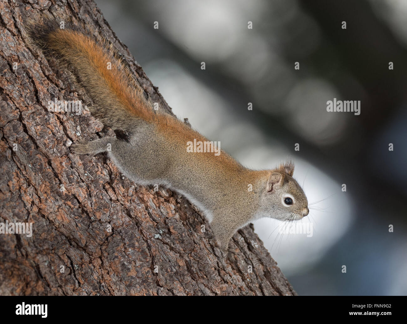 Feuriges orange Frühling rote Eichhörnchen, voller Länge auf einem Baum.  Schnelle kleine Waldbewohner rannten Bäume in einem Wald Stockfoto
