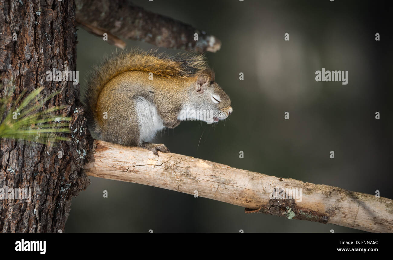 Liebenswert, Frühling, verschlafene Eichhörnchen sitzt auf einem gebrochenen Zweig stumpf auf eine Tanne, Pfoten unter versteckt, Augen geschlossen. Stockfoto