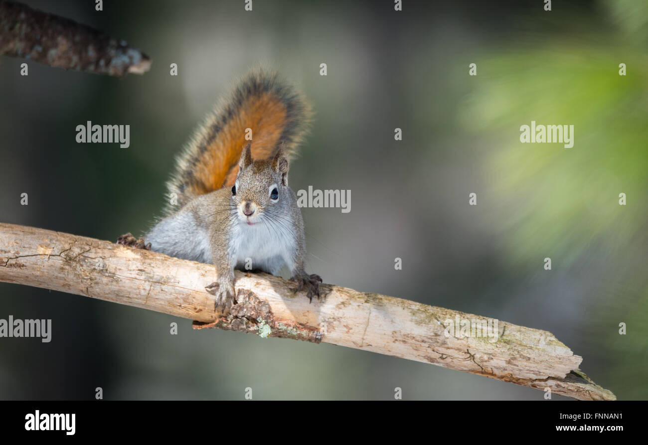 Frühling rote Eichhörnchen hält schnell kleine Waldbewohner nur für eine Sekunde, herumlaufen, auf Ästen und Bäumen. Stockfoto