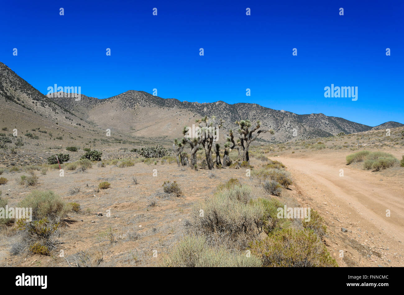 Wüste Feldweg durch karge Hügel, Pinsel und Kakteen unter blauem Himmel / Stockfoto