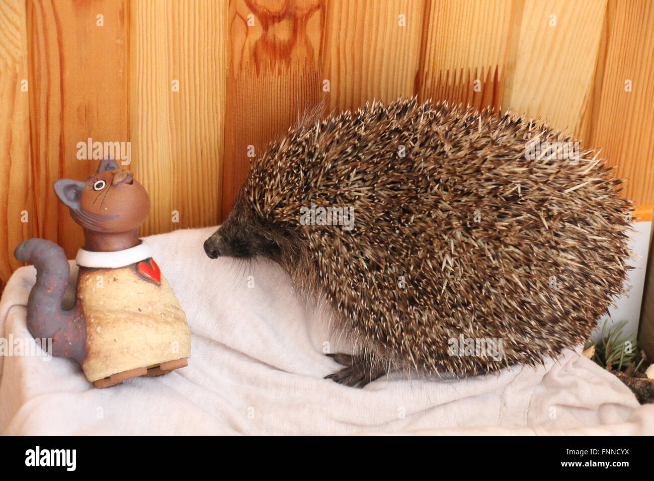 Eine gerettete, kranke Igel spielen im Tierheim ca. 5 Stunden vor Veröffentlichung zurück in die Wildnis Stockfoto