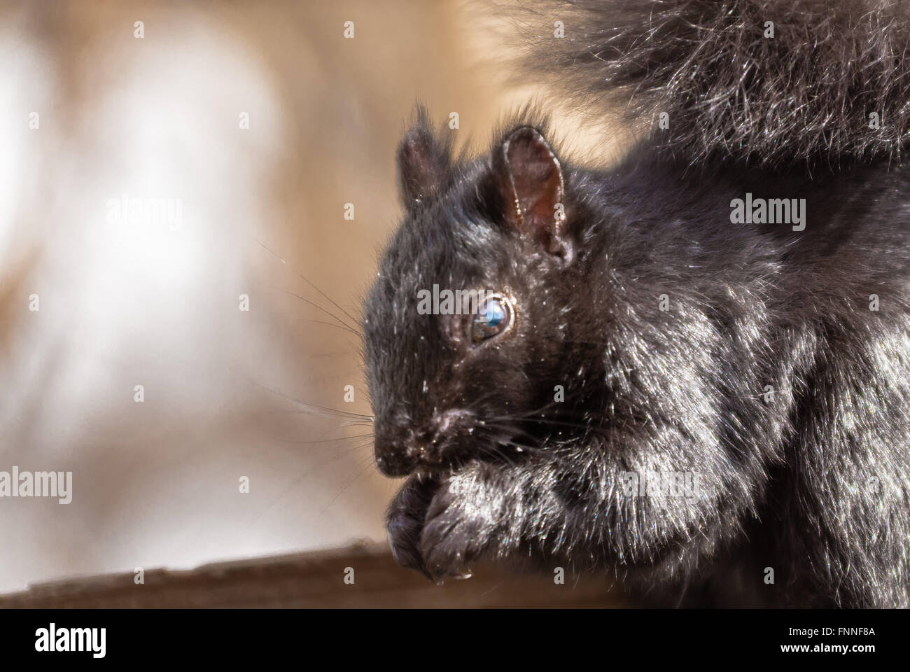 In der Nähe von Schwarzen Eichhörnchen Kopf und Pfoten, beim Essen. Stockfoto