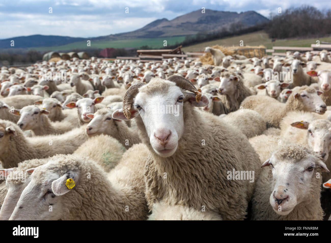 RAM zwischen Schafherden Schafherden Schafzucht im Mittelböhmischen Hochland ländliche Tschechische Republik Schafherde Nutztiere Nutztierzuchtgruppe landwirtschaftliche Nutzflächen Stockfoto