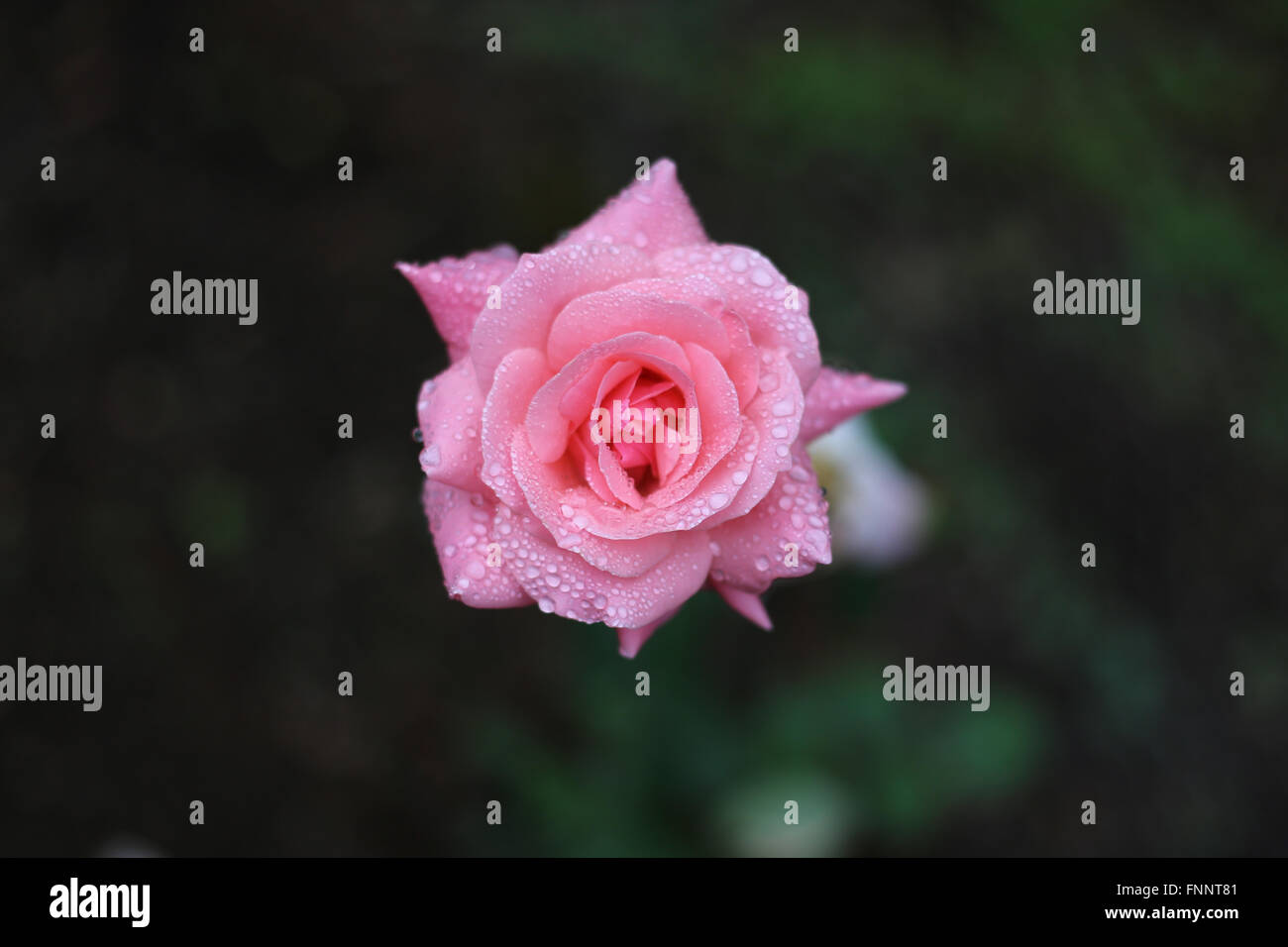 Eine perfekte rosa taufrischen einzelne Rose in einem australischen Garten. Stockfoto