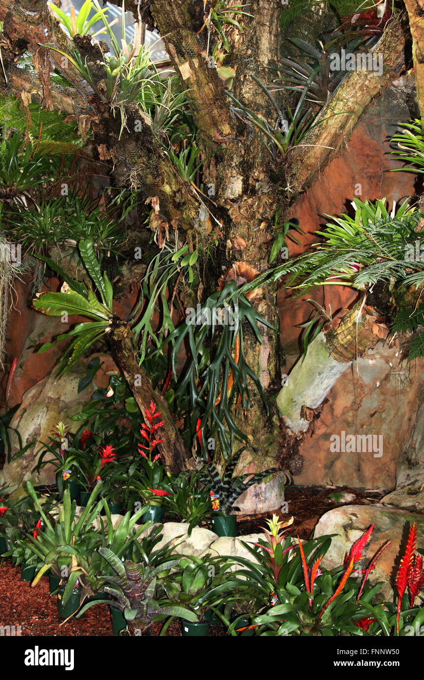 Sorten von Bromelien und Hirschhorn Farn Farne wachsen auf einem Baum Stockfoto