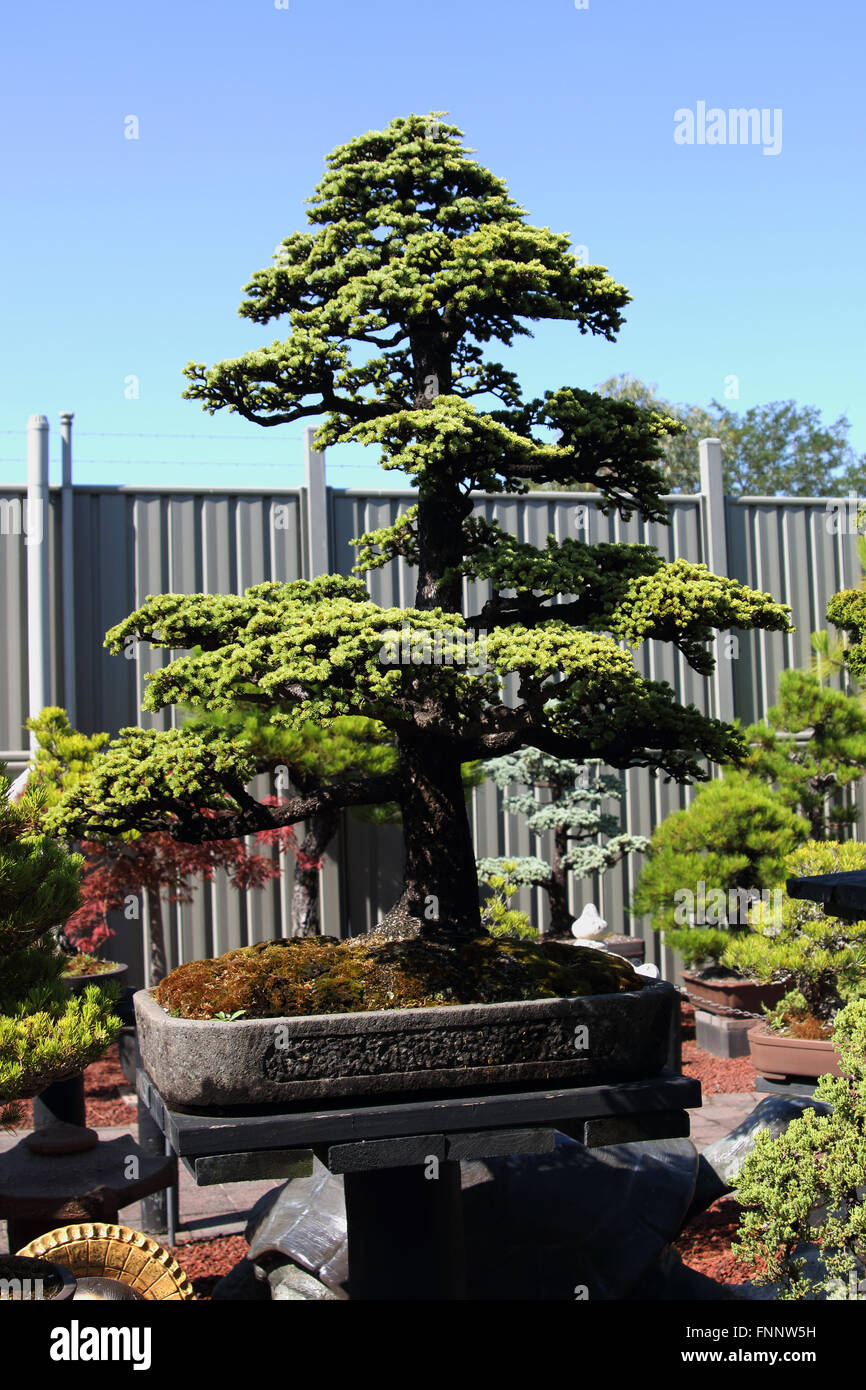 black bonsai rezensionen Chinesische Feige 'Ficus Ginseng Bonsai'