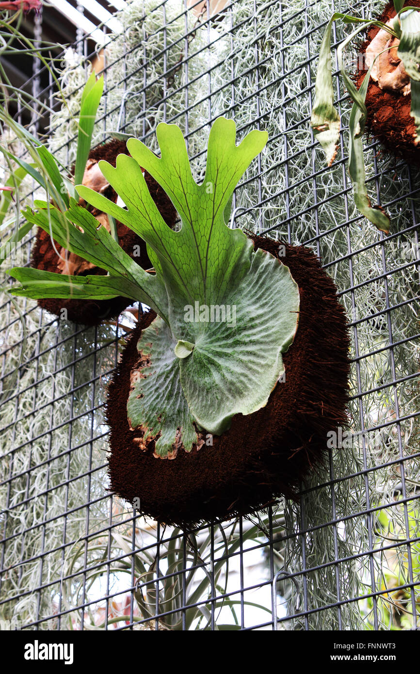Platycerium Superbum oder auch bekannt als Hirschhorn Farn