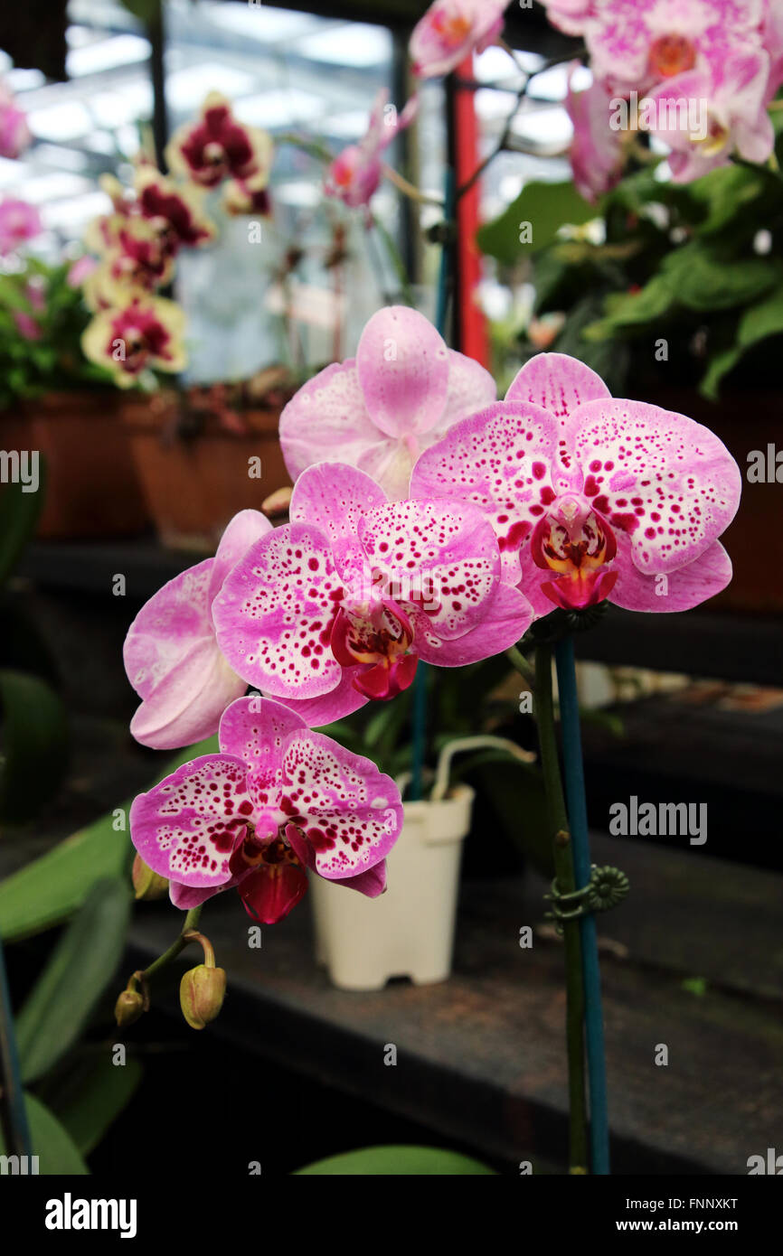 Phalaenopsis-Orchideen oder bekannt als Nachtfalter-Orchideen Stockfoto