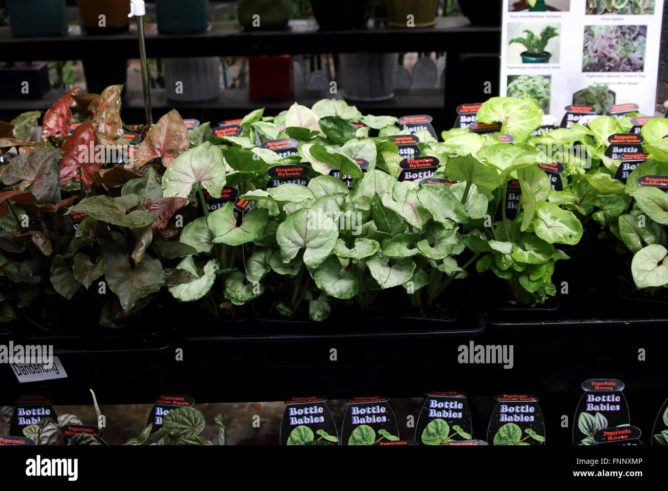 Terrarium Pflanzen oder Zimmerpflanzen zum Verkauf an den rtlichen  Kindergarten Stockfotografie - Alamy
