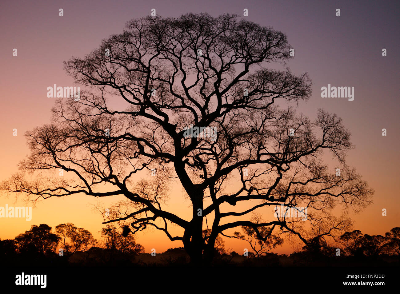 Baum-Silhouette bei Sonnenuntergang, Pantanal, Mato Grosso do Sul, Brasilien Stockfoto