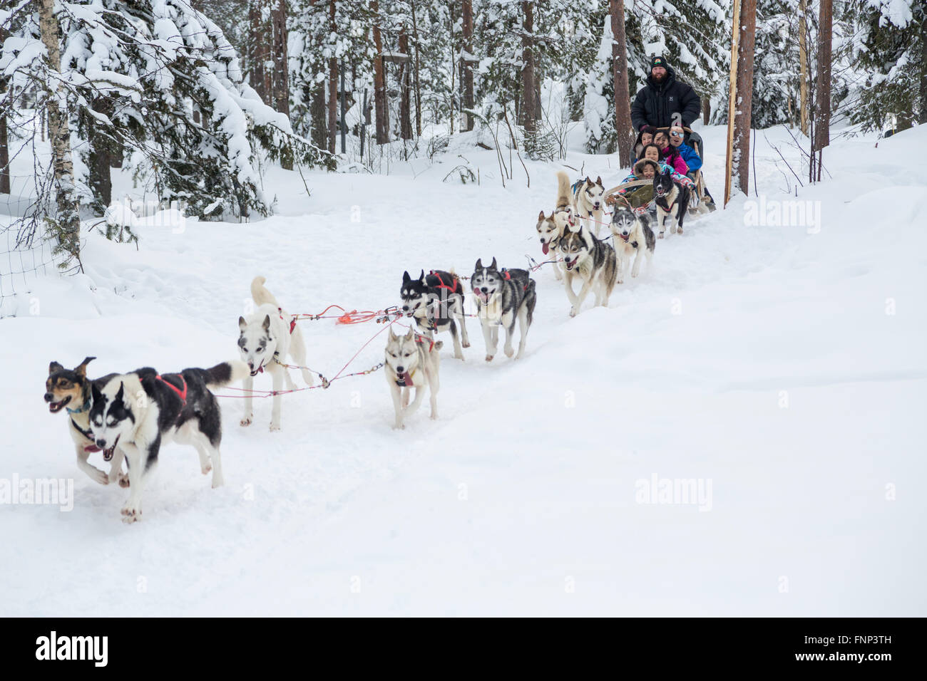 Hund Sledwith Huskys im Schnee, Rovaniemi, Lappland, Finnland Stockfoto