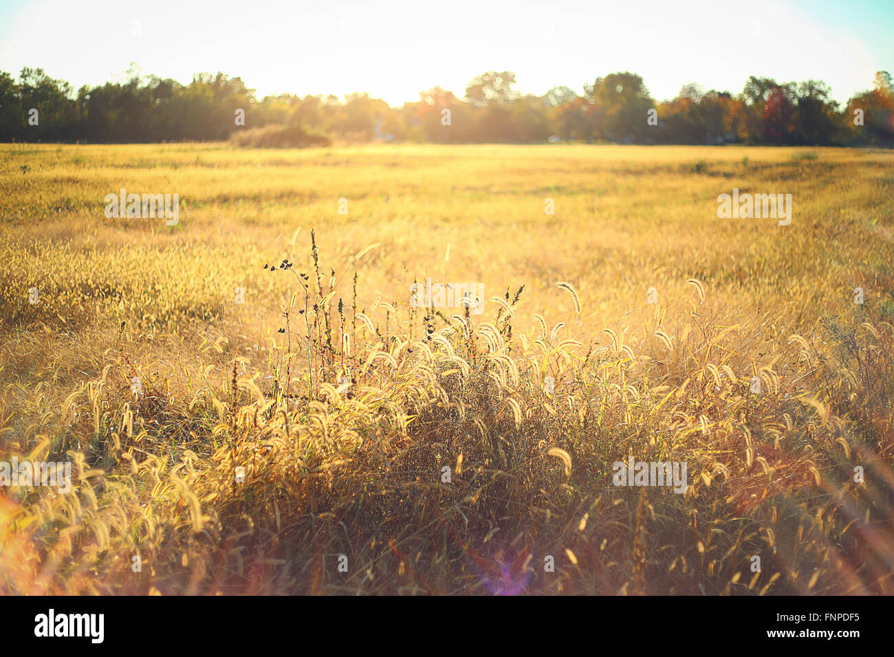 Goldene Sonne im Herbst Stockfoto