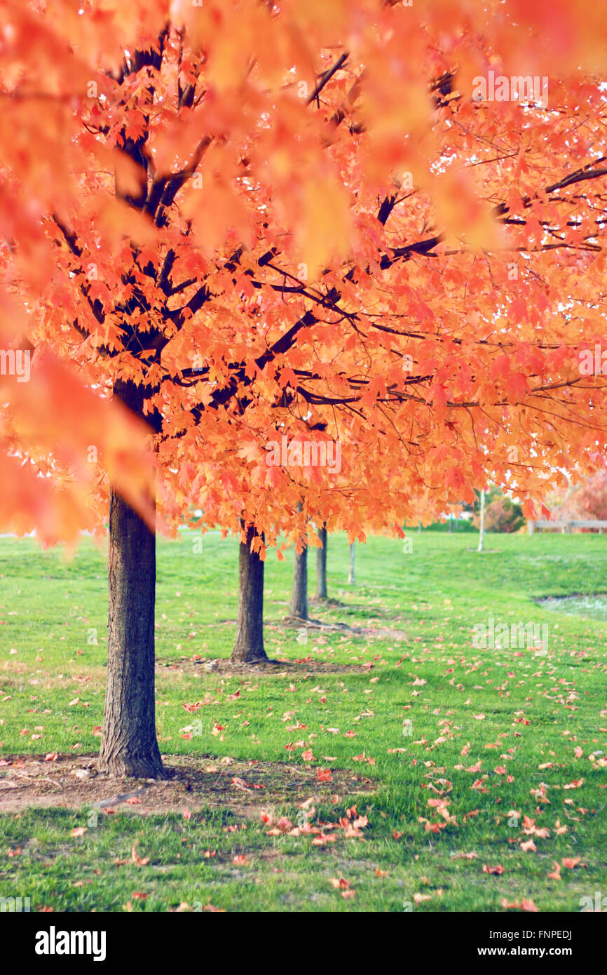 Blätter im Herbst Stockfoto