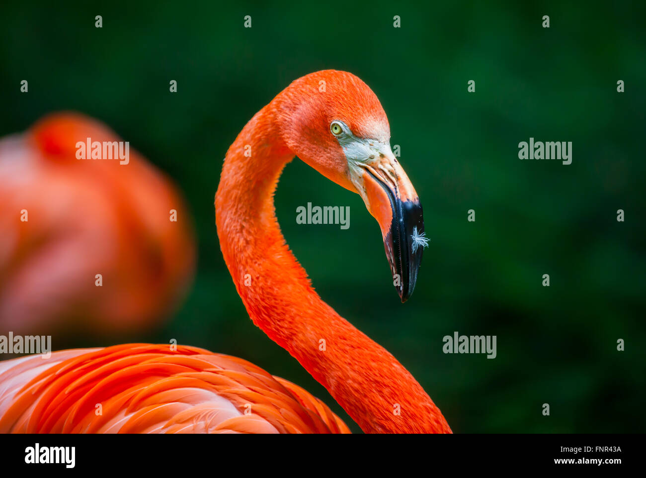 Flamingo mit einer Feder auf seinem Schnabel Stockfoto