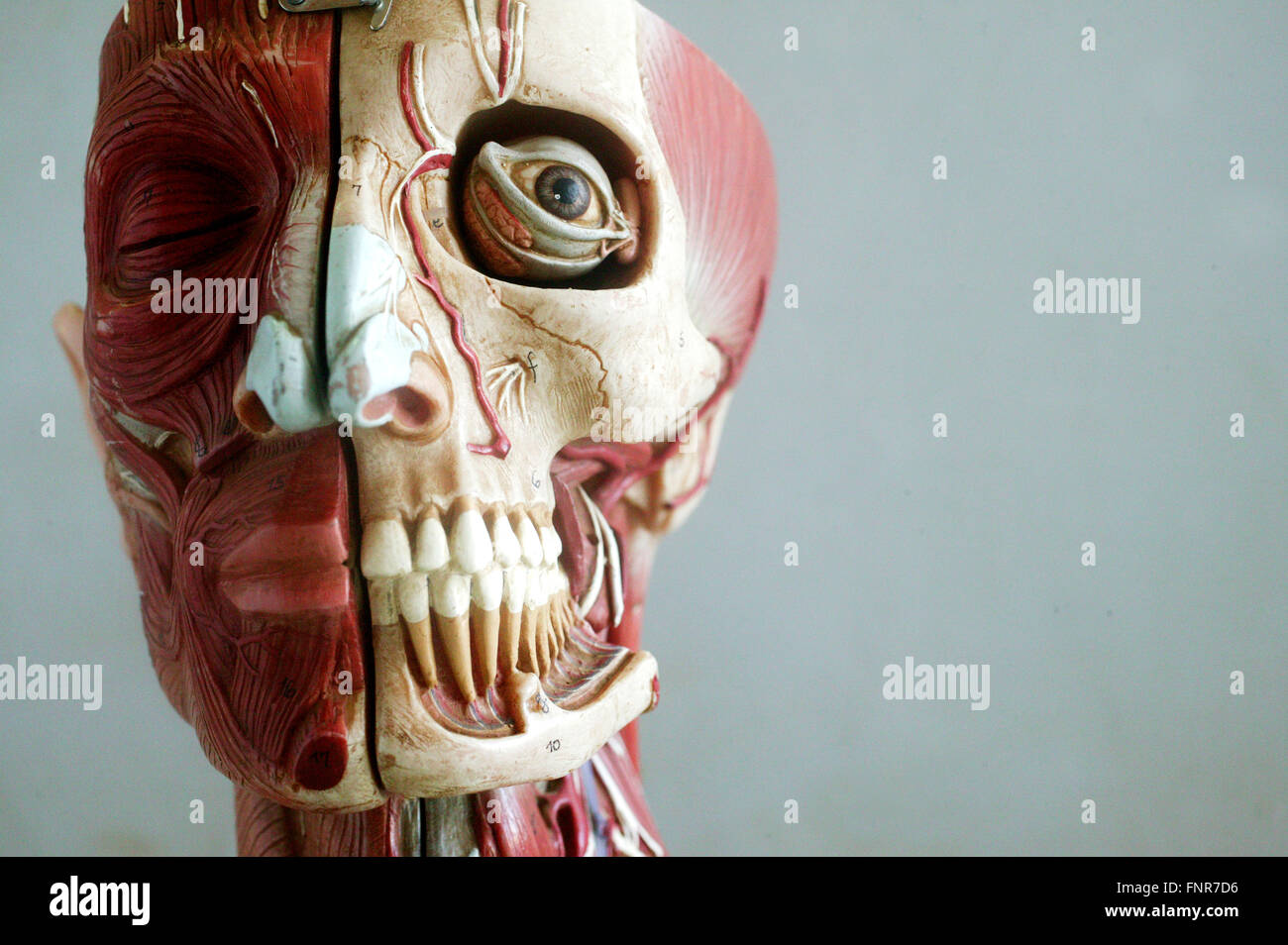 Anatomisches Modell zeigt die skelettalen und muskulären Strukturen des Gesichts. Stockfoto