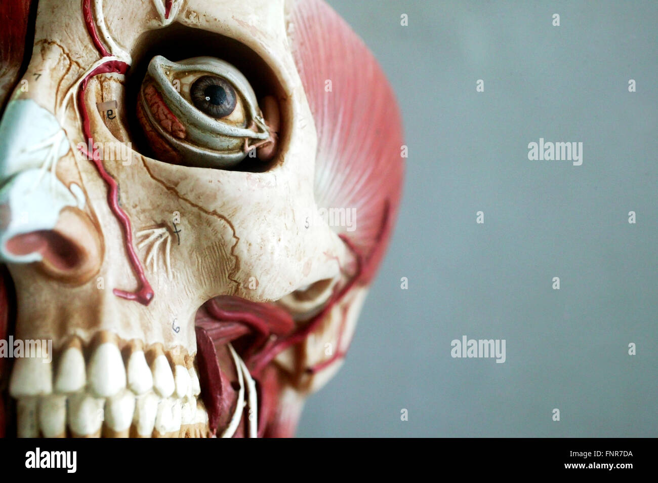 Anatomisches Modell zeigt das Grundgerüst des Kopfes. Stockfoto