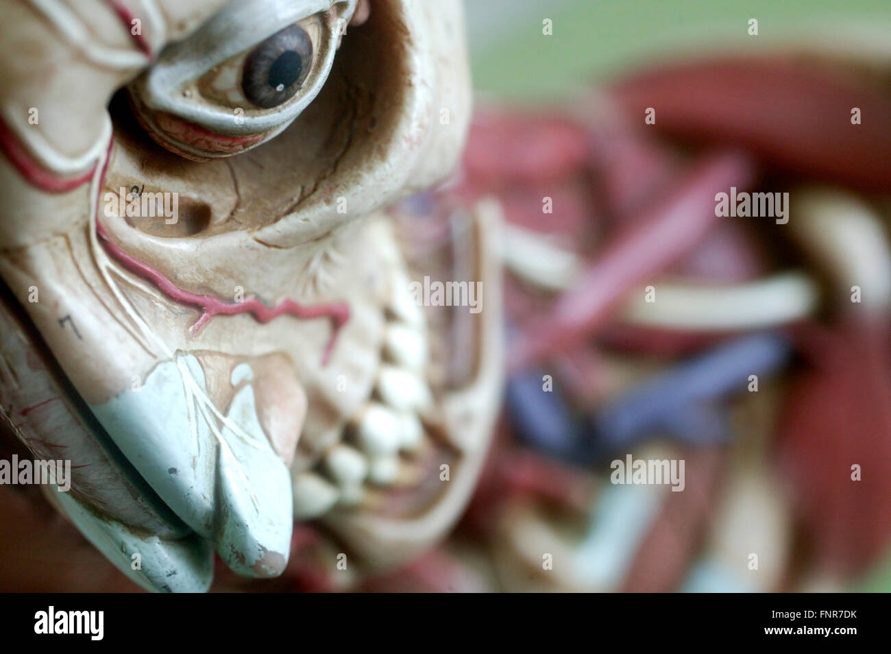Anatomisches Modell zeigt das Grundgerüst des Gesichts und der Schultern. Stockfoto