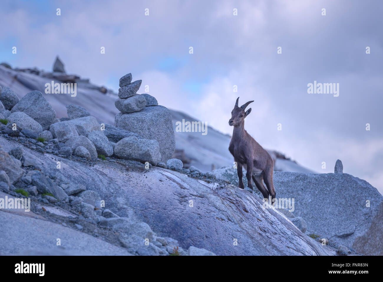 Wilden Bergziege im Alpen rock Stockfoto