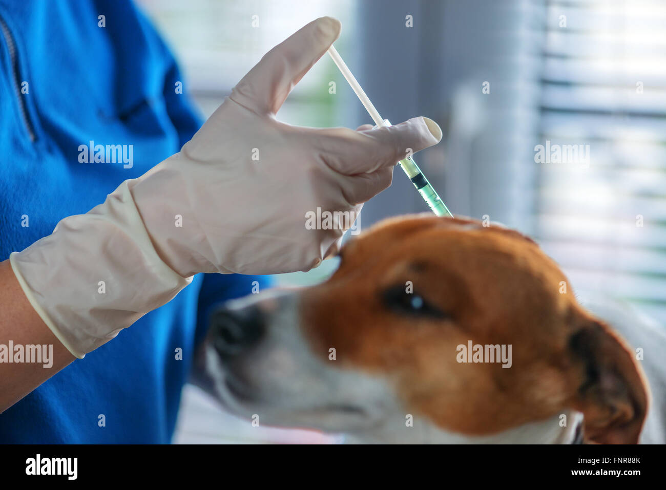 Injektion von Tierarzt Doktor Hund Stockfoto