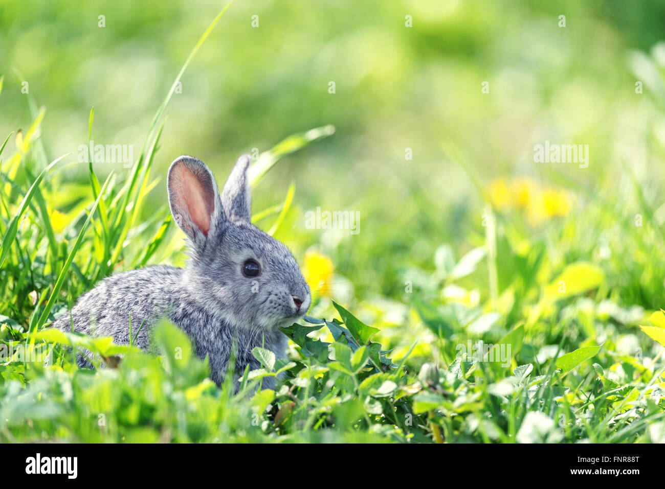 grauer Hase in Grass Nahaufnahme Stockfoto