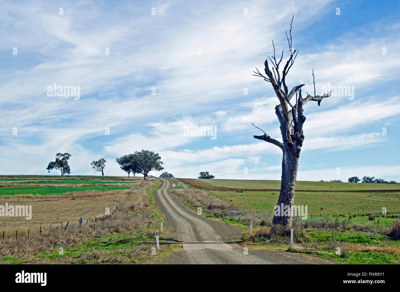 Cirruswolken über einen Feldweg durch Ackerland, nördlichen New South Wales Australien. Stockfoto