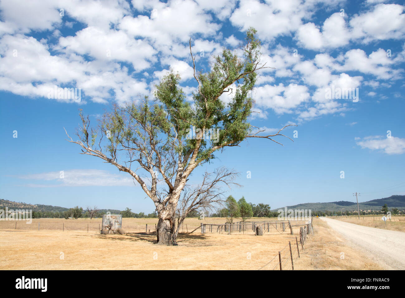 Sterbenden Baum in einem Dürre betroffenen Feld in der Nähe von natrlich, nördlichen NSW Australia Stockfoto