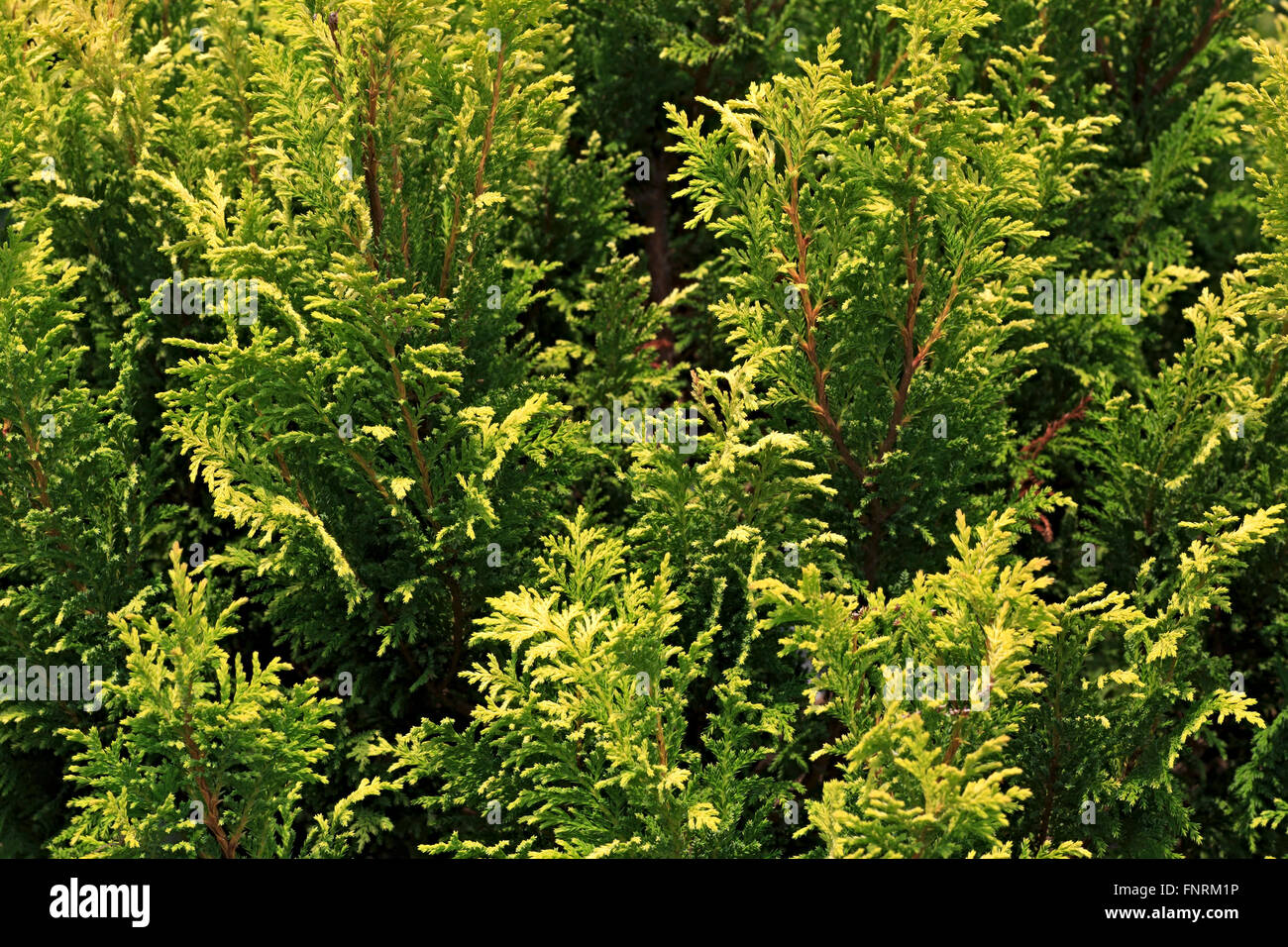 Thuja ist eine Gattung von Nadelbäumen in Cupressaceae Stockfoto