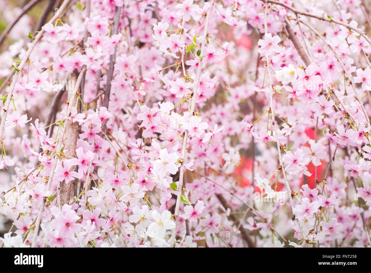 Allgemeine Nahaufnahme der schönen rosa und weißen Farben Cherry Blossom blüht in Gardens by the Bay, Singapur. Stockfoto