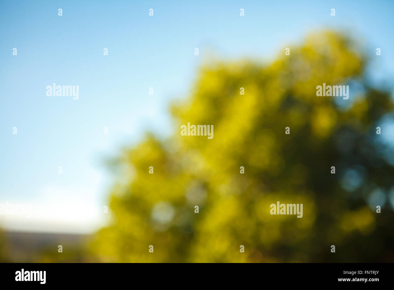 Bäume und blauer Himmel mit unscharfen Hintergrund bokeh Stockfoto