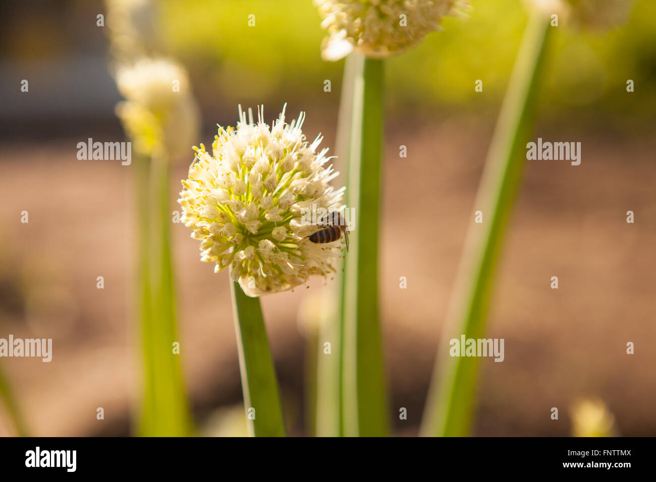 blühende Zwiebeln im Garten Stockfoto