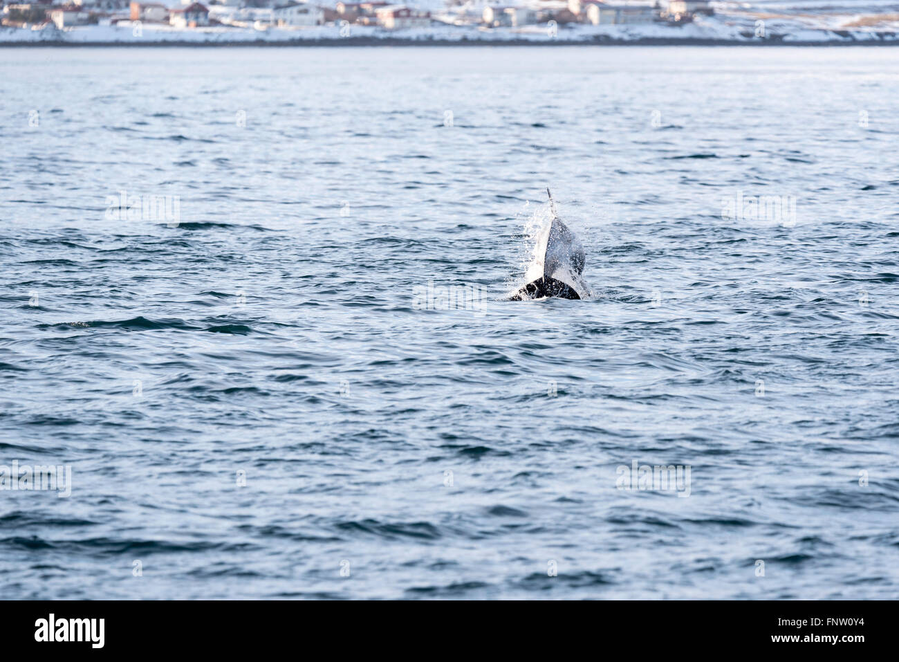 Eine weiße Schnabel Dolphin Verletzung mit Grundarsfjordur im Hintergrund Stockfoto