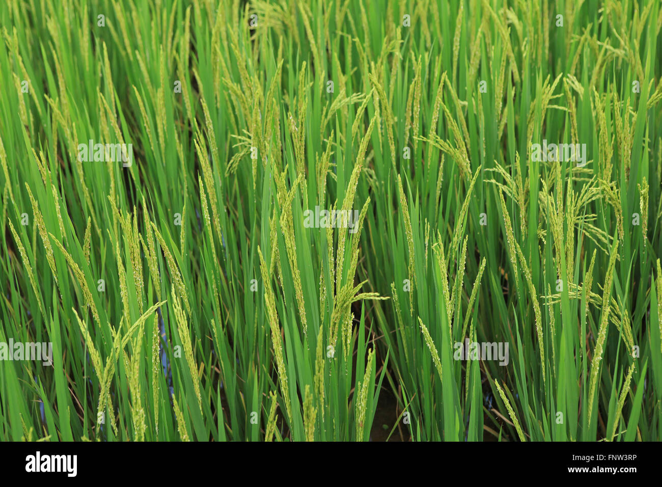 Zweig der Reis auf Reisfeld Hintergrund Stockfoto