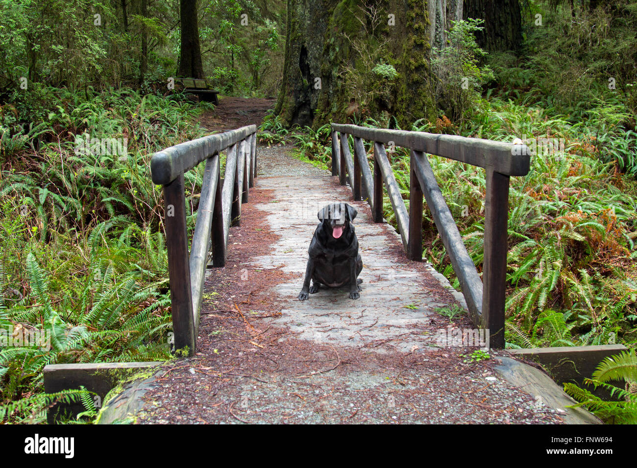 schwarzer Labrador auf einer Brücke in den Redwoods, Nordkalifornien, del Norte county Stockfoto