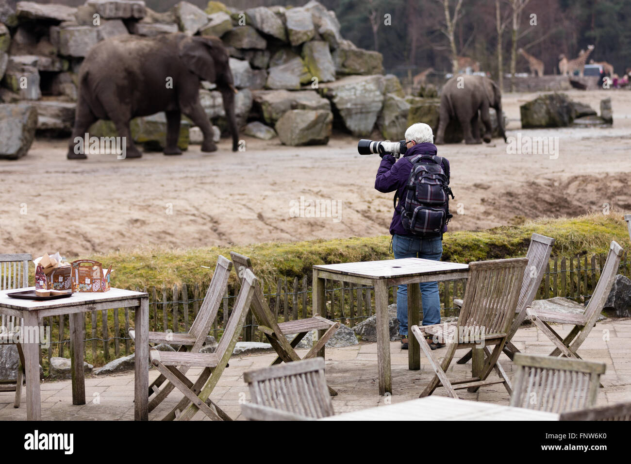 Fotografen, die Aufnahme eines Elefanten im park Stockfoto