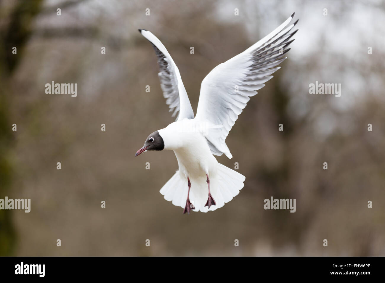 Möwe zu schweben und auf der Suche Stockfoto