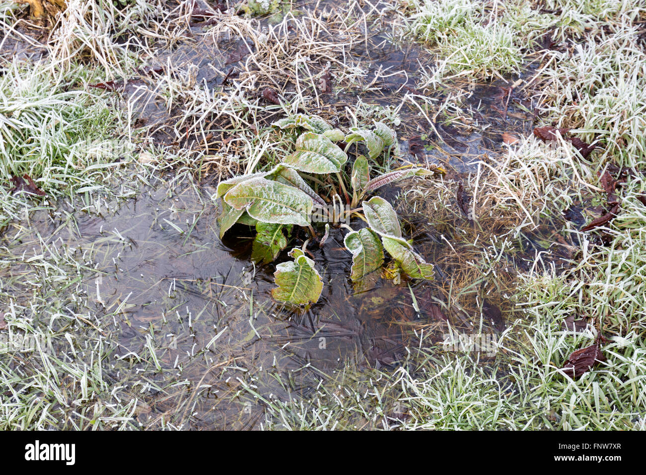 Pflanze in Wasser eingefroren Stockfoto