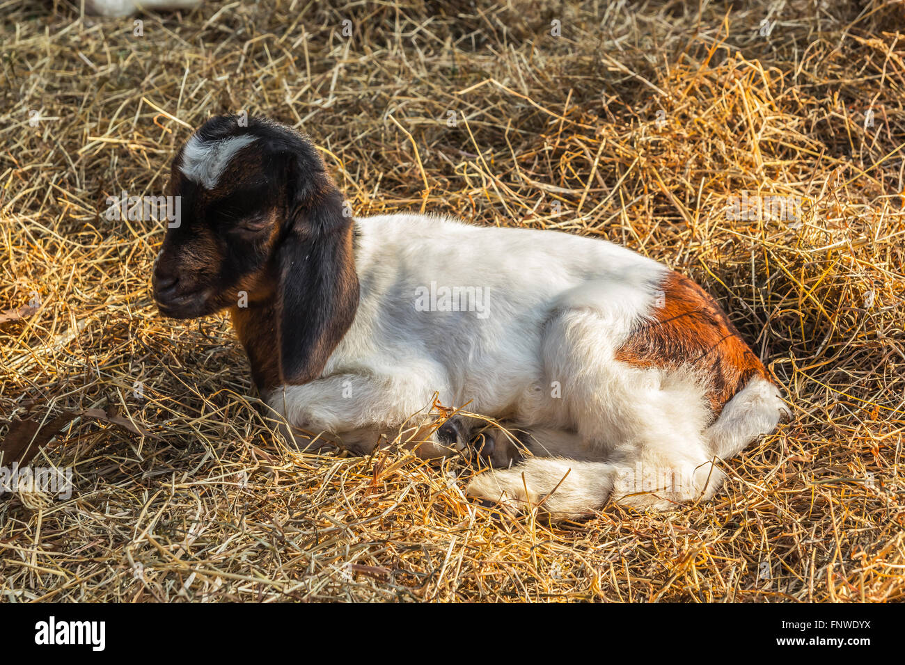 ein Foto von Baby Ziege liegend auf dem Rasen Stockfoto