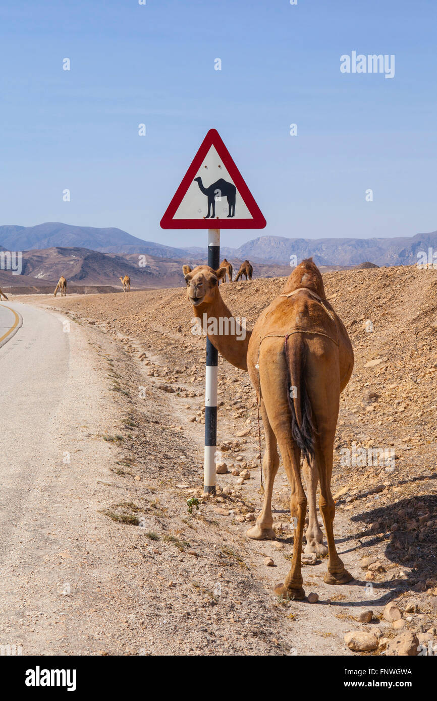 Kamel und Kamel Straßenschild in Dhofar, Oman. Stockfoto